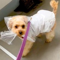 雨具が無かったので『犬にビニールを被せて散歩に行った』結果…想定外だった『まさかのハプニング』が432万再生「ドヤ顔で歩くの草」