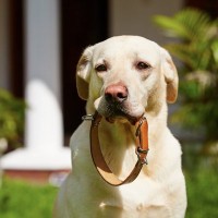 犬にやってはいけない飼い方5つ　問題を抱えてしまう育て方、飼い主が知っておくべきこと