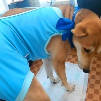 保護犬の手術後、撫でている手を止めたら…不安で見せた『切なすぎる姿』に涙が止まらないと21万再生「家族の愛情に泣いた」「永遠に撫でたい」