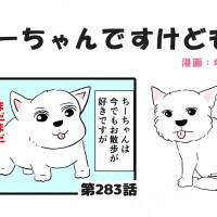 ちーちゃんですけどもっ【第283話】「シニア犬のお散歩のススメ①」