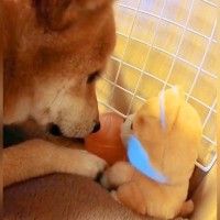 しゃべるぬいぐるみを買ったら、犬がコソコソと…まさかの『内緒話をしている光景』と結末が298万再生「楽しそうで良き」「最後で吹いたｗ」