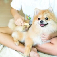 犬に使ってはいけないブラシ3つ　知っておくべきその理由や買い替えのサインまで