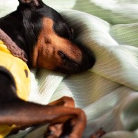 犬が『発熱』しているときにみせるサイン4選　熱が出る原因や注意すべき症状まで