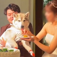 結婚式にリングドッグとして大型犬を参加させた結果…衝撃的な『まさかのハプニング』と結末にほっこり「盛大なやらかしで草」「爆笑したｗ」