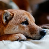 犬が『いじけている』ときにみせる仕草や行動5選　拗ねてしまう原因や正しい対応まで