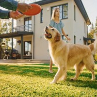 犬にとって飼い主はどんな存在なの？　愛犬が持っている印象をご紹介