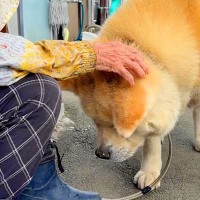 大好きなおばあちゃんに『なでなで』してもらったら、秋田犬が…気持ち良すぎて見せた『おかしな体勢』が21万再生「幸せな光景」「恍惚の表情」