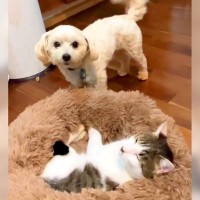 犬が猫にベッドを奪われてしまった結果…反逆するも『シュールすぎるまさかの光景』が39万再生「必死すぎるｗｗ」「ネコ平常心で草」と爆笑の声