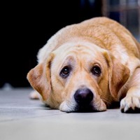 愛犬のテンションが下がってしまう飼い主の行動5つ　無意識にやりかねないNG行動とは