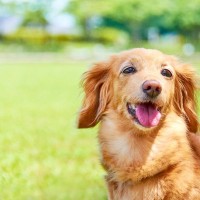 犬を『優しい性格』に育てる方法とは？飼い主が日常で心がけるべきことや押さえておきたいポイントまで