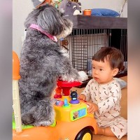 赤ちゃんが手押し車にハマったら、一緒にいた犬が…まさかの『健気すぎる光景』が53万再生「お姉ちゃんしてて泣ける」「めっちゃ優しい」と絶賛