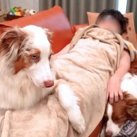 息子が熱を出して学校をお休みしたら、犬たちが…思った以上に『心配する光景』が泣けると21万再生「尊い…」「犬って本当に愛が詰まってる」