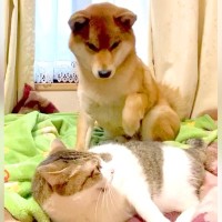 猫のお昼寝中、犬が『遊ぼう』とお誘いをした結果…平和すぎる『絶対にゆずらない攻防戦』が35万再生「なんて優しい世界」「可愛すぎるｗ」