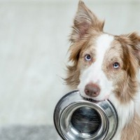 犬の食欲が止まらない時、どうしたらいい？判断の目安から病気の可能性まで【現役獣医が解説】