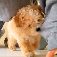 赤ちゃん犬から『ちょっと離れようとした』だけなのに…悶絶必至な『まさかの行動』があざとすぎると1万いいねの反響　引き戻す姿が話題に