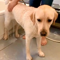 お風呂が嫌いな大型犬→シャワー中に絶望するも…終わった後の『テンションMAXな光景』が21万再生「ギャップ萌え」「喜びの舞ｗ」と爆笑