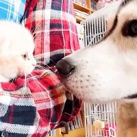 赤ちゃん猫を家に連れて帰ったら、大型犬が…初対面で見せた『尊すぎるリアクション』が悶絶級だと53万再生「優しい眼差し」「可愛すぎる」