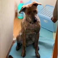 4年間、外の小屋で過ごした元猟犬を『玄関で飼い始めた』結果…まさかの『室内犬になりたい』と訴える光景が398万再生「泣いた」「切ない」