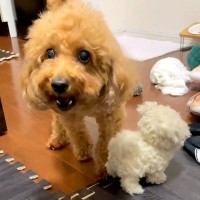 犬に渡した『動くワンコのおもちゃ』を取り戻そうとした結果…まさかの『自分の赤ちゃんと勘違いしてブチギレる光景』が393万再生「本気で草」