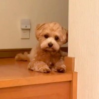 ママの帰りを待つ犬→2階にいたので娘が様子を見に行ったら…まさかの『適当すぎる塩対応』が28万再生「不満そうで草」「しっぽ可愛すぎるｗ」