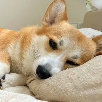 朝、起きたら旦那がいると思って目を開けたら…まさかの『旦那が犬になった光景』に10万いいね「入れ替わってる！？」「イケメンすぎて草」