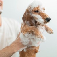 愛犬が水やお湯を嫌がるのはどうして？その4つの原因から克服するための方法まで