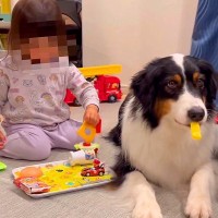 3歳女の子の『ハンバーガー屋さんごっこ』に超大型犬が付き合わされた結果…想定外な『まさかの配役』が449万表示「ポテトｗｗ」「プロ子守」