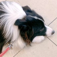 『他のワンコが全然遊んでくれない』犬が嘆いてると思ったら…思わずこぼれた『飼い主のツッコミ』に9万5000いいね「場所が悪い」「可愛いｗ」