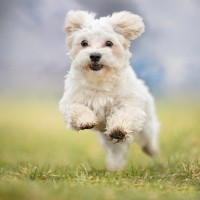 犬に運動を絶対させてはいけないタイミング4つ　楽しそうでもダメ！その理由と適切な対処法をご紹介