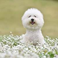 『ぬいぐるみ』みたいにモフモフな犬種5選　可愛すぎる見た目で人気が高いワンコとは？