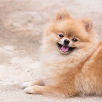 何キロまでが小型犬とされているの？大きさの定義や飼育にかかる費用の違いまで解説