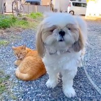 お散歩中、犬が『大好きな猫ちゃん』と久しぶりに会った結果…嬉しいのに戸惑う『もどかしい姿』が話題に「もじもじしてて草」「癒ししかない」