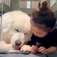 女の子が超大型犬のクレートに入ったと思ったら…思わずキュンとする『仲良しすぎる行動』が17万再生「どちらも可愛い」「素敵な関係」と絶賛