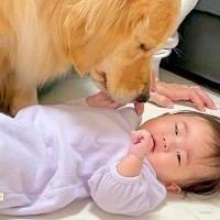 赤ちゃんがよく動くようになったら、大型犬が…『目が離せない』と心配する過保護っぷりが47万再生「優しい世界」「自分も見守られたい」と絶賛