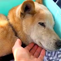 交通事故に遭った『15歳の老犬』を保護した結果…奇跡的な回復と『飼い主との再会』に涙が止まらないと25万再生「信じられない」「嬉しそう」