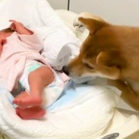 『生まれたばかりの赤ちゃん』が泣いていると、犬が…まさかの『優しすぎる光景』が泣けると66万再生「健気で感動」「可愛すぎる」と大絶賛