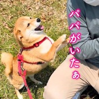 お散歩中の犬たちが『病院に行ったパパ』と出くわした結果…思った以上の『大歓喜』が尊すぎると79万再生「感動の再会」「発見時の顔が乙女」