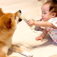 赤ちゃんがオモチャで遊ぼうとしたら犬が…まるで『ベビーシッターのような行動』が尊すぎると7万再生「完璧な子守」「素晴らしいお姉ちゃん」