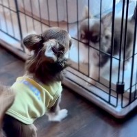 赤ちゃん犬をお迎えしたら、先輩犬と険悪なムードに…あまりにも尊い『心を許していく軌跡』が泣けると37万再生「仲良しになってる」と大絶賛