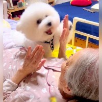 100歳のおばあちゃんが『犬と遊んだ』結果…想像以上に『激しいリハビリ』が3万再生「0歳と100歳のコラボｗ」「癒されるコンビ」と絶賛