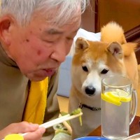 おじいちゃんがご飯を食べていたら、横にいた犬が…食べづらすぎる『とんでもない圧』が311万再生「近くて草」「テレパシー送ってるｗ」と爆笑