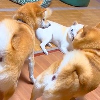 父犬と母犬がイチャついていたので、息子も入ろうとしたら…想定外すぎる『衝撃のブチギレ』が280万再生「可愛いジェラシー」「親父の威厳ｗ」