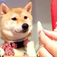 梨を犬にあげようと『マテ』していたら…予期せぬ『まさかの結末』が140万再生「全柴犬が泣くレベルで草」「哀愁に充ちた眼差しｗ」と爆笑