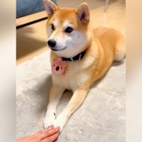 『手を重ねる遊び』を犬に教えようとしたら…一生懸命に『理解しようとする姿』が18万再生「可愛くてたまらん」「もうなんでも正解ｗ」と悶絶