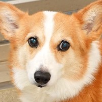 『今からお風呂に入る』と察してしまった犬が…まさかの『絶望でヨボヨボになる光景』が3万再生「背中から溢れる哀愁ｗ」「ションボリーヌ」