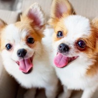 『ツンデレ』だと言われる犬種5選　可愛すぎる仕草や行動、魅力的な二面性まで解説