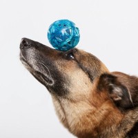 愛犬を『賢く育てる』ポイント５つ　成犬でも学習させることはできるの？芸達者なワンコの共通点まで