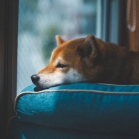 犬の『留守番』テレビや電気はどうすべき？つけっぱなしにしておいた方がいいの？