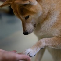 犬がやる気を失くす飼い主の行動5つ　愛犬に配慮するべき絶対にやってはいけない行為とは