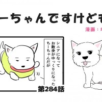 ちーちゃんですけどもっ【第284話】「シニア犬のお散歩のススメ②」